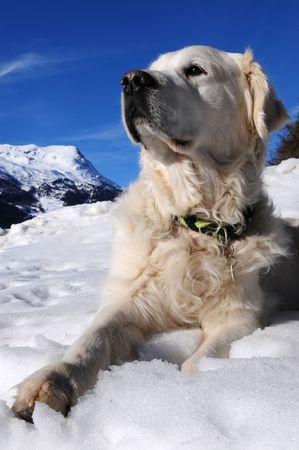 Pride Golden Retriever
