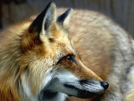 Hungry Red fox Hungry Red fox