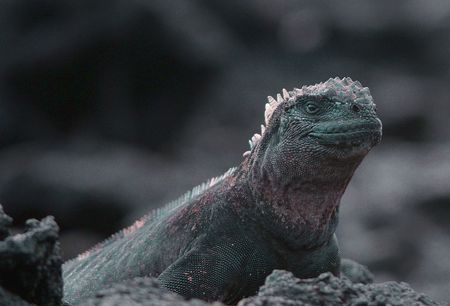 Galapagos marine iguana