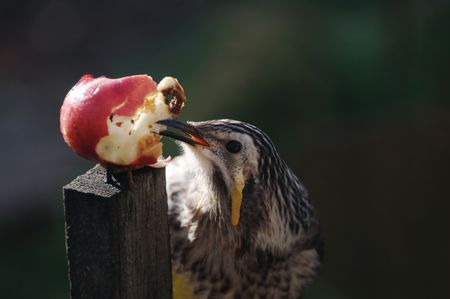 Yellow Wattlebirdの写真素材