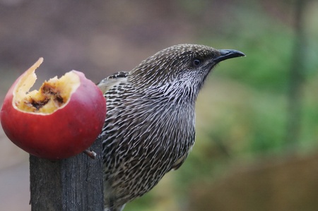 Tasmania Brush Wattlebirdの写真素材