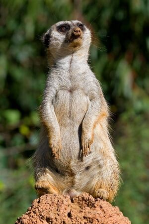 Slender-tailed meerkat