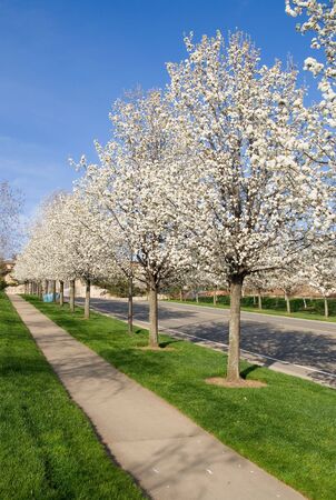  Blooming trees along the streetの写真素材
