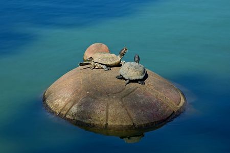 Turtles sitting on the big turtle rock in Golden Gate Park, San Franciscoの写真素材