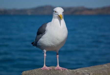 Seagull standing next to a waterの写真素材