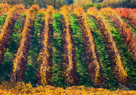 Rows of vineyard in autumn の写真素材
