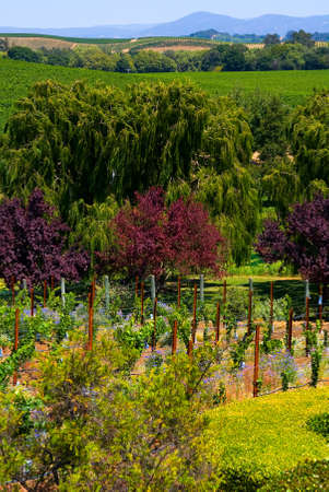 Napa Valley vineyard in California 