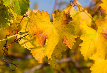 Close-up of Vineyard in Napa Valley in Autumn の写真素材