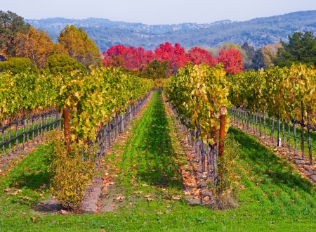 Vineyard in Autumn の写真素材