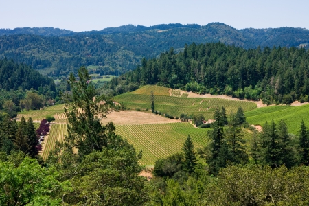 Aerial view of Napa Valley, Californiaの写真素材