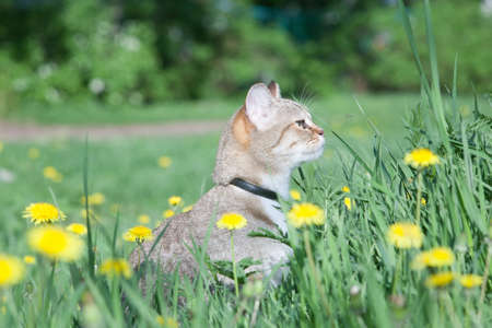 A cat walks on the street in the spring. Concept - pets, cats are natural huntersの写真素材