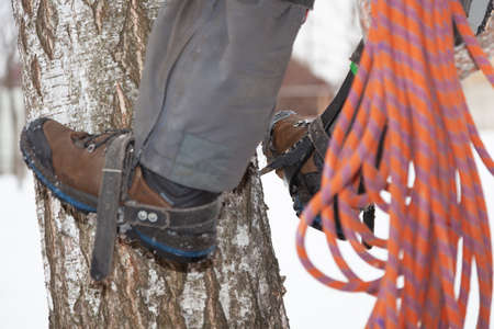 tree surgeon. A forester chopping down a tree with a chainsawの写真素材