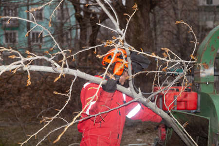 tree maintenance specialist. Tree Surgeon