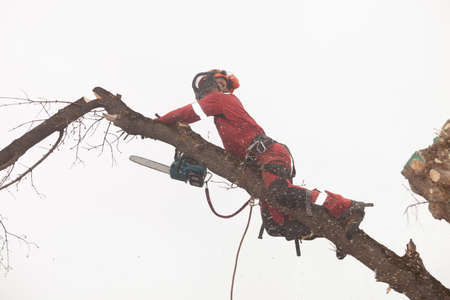 tree surgeon. tree maintenance specialist.