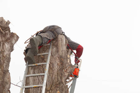A man cut down an emergency tree with a chainsaw.