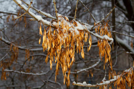 cold spring. climate change. Branches in the ice in spring.