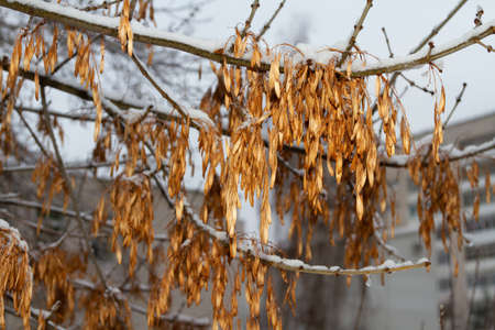 cold spring. climate change. Branches in the ice in spring.