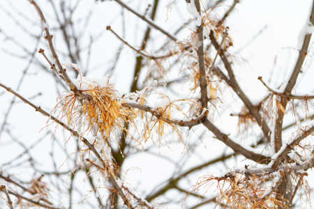 cold spring. climate change. Branches in the ice in spring.