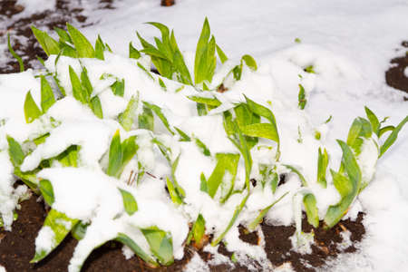 cold spring. climate change. Branches in the ice in spring.