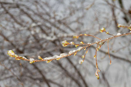 cold spring. climate change. Branches in the ice in spring.