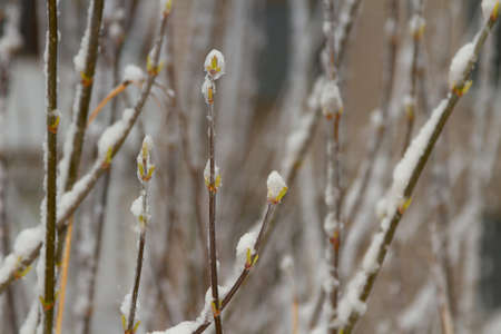 cold spring. climate change. Branches in the ice in spring.の写真素材