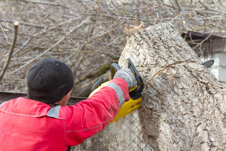 Chainsaw work. Swing a tree with a chainsaw.
