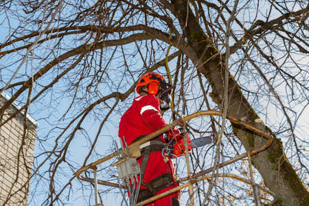 A logger saws a tree. Lumberjack lifting machine.