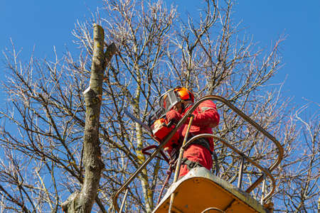 A logger saws a tree. Lumberjack lifting machine.の写真素材