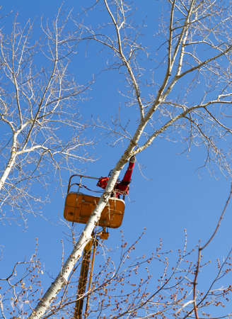 A logger saws a tree. Lumberjack lifting machine.の写真素材