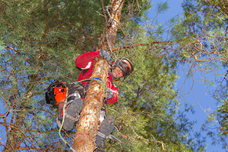 Tree Surgeon. Midsection of legs of arborist man with harness cutting a tree, climbing.