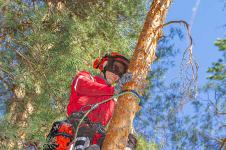 Tree Surgeon. Midsection of legs of arborist man with harness cutting a tree, climbing.