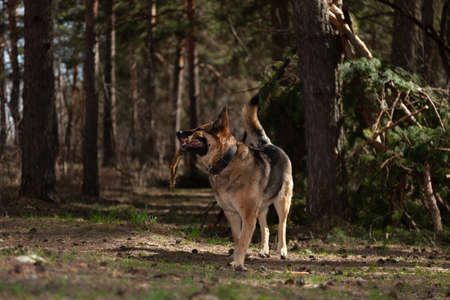 A dog on the background of the forest. A dog in the woodsの写真素材