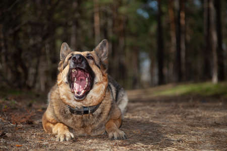A dog on the background of the forest. A dog in the woods. A shepherd in the forest. A dog on a walk in the woods.の写真素材