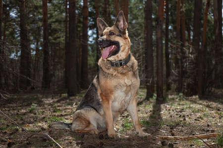 A dog on the background of the forest. A dog in the woods. A shepherd in the forest. A dog on a walk in the woods.の写真素材