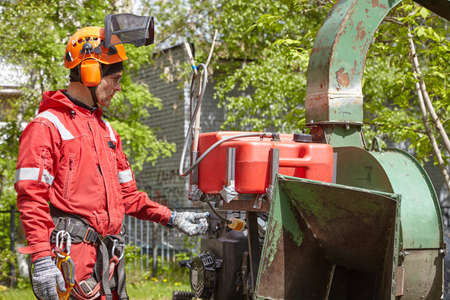 A tree surgeon hangs ropes in the crown of a tree using a chainsaw to cut branches. An adult male...