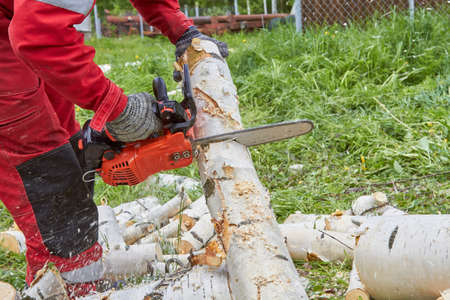 A logger cuts down a birch tree. A man removes an emergency tree.
