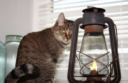 A kerosene lamp and a cat. A cat and an oil lamp.の写真素材