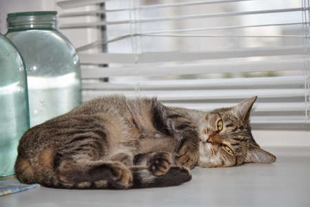 The tabby cat is lying on a white window.の写真素材