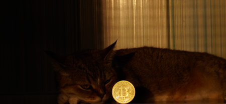 Bitcoin coin on the background of a striped cat.