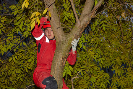 The guy in the tree. A guy in red work clothes. A protective red helmet is worn on the worker's...
