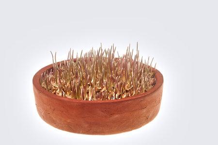 Sprouted wheat on a white background in a clay bowl.の写真素材
