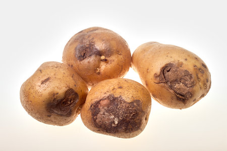 Potatoes on a white background. Raw potatoes on a gray background.の写真素材