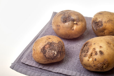 Potatoes on a white background. Raw potatoes on a gray background.の写真素材