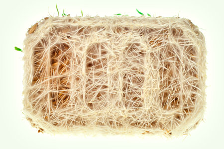 The roots of the sprouted grain. Sprouted grain.の写真素材