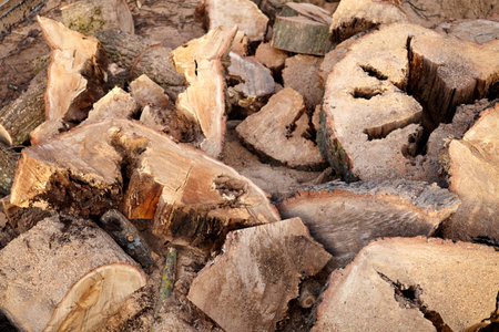 Sawn oak tree. Sawn wood with a chainsaw.の写真素材