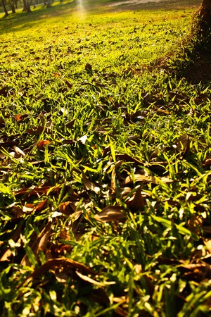 grass groundの写真素材