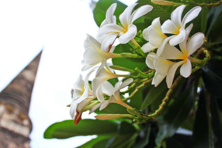 Frangipaniの写真素材