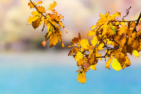 The autumn leavesの写真素材