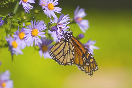 Butterfly on alpine aster flower.
