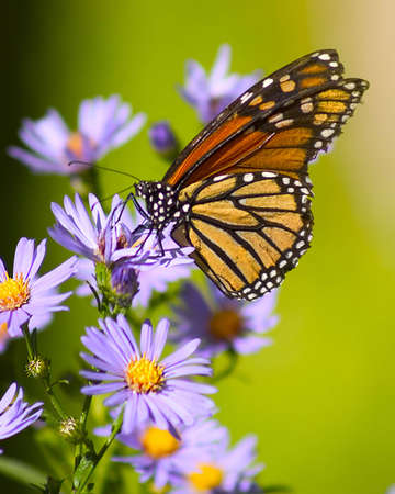 Butterfly on alpine aster flower.